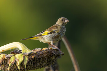 枯れたヒマワリの上で休むカワラヒワ