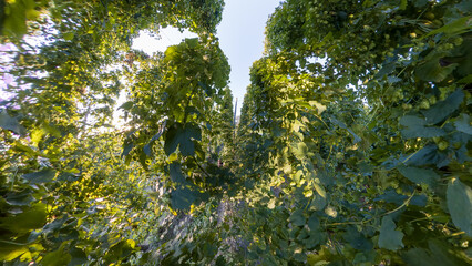 Bavarian Hops garden in wide angle view before harvest phase 