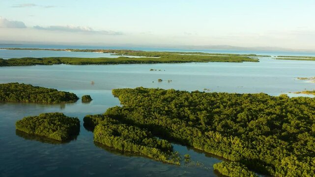 Beautiful view of mangrove forest in Olango Island Wildlife Sanctuary. Lapu-Lapu, Philippines. Cebu.