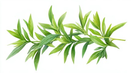 Fototapeta premium Tarragon clipart, element, 3D illustration, realistic, isolated on white background