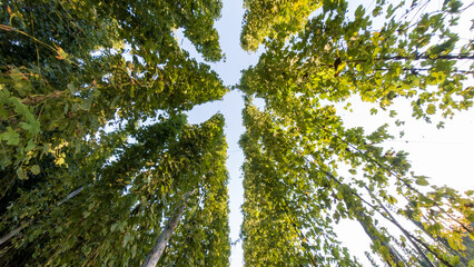 Fototapeta premium Bavarian Hops garden in wide angle view before harvest phase 