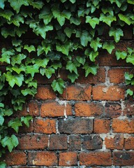 Obraz premium A red brick wall with ivy creeping over it, the green leaves contrasting beautifully with the rough texture