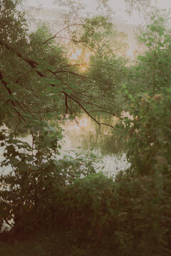 reflection of trees in the water
