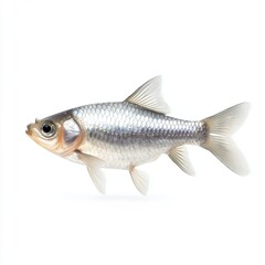 Shimmering Silver Barb Fish: Realistic Freshwater Beauty on White Background