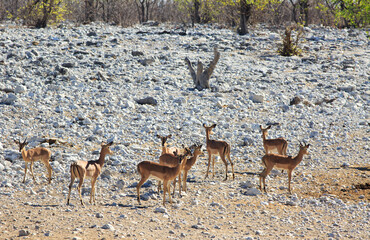 A Harem of Black-faced Impala (Aepyceros melampus ) at Oliphantsbad Waterhole in Etosha National Park