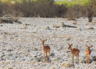 Three Black Faced Impala standing and looking into camera, with a natural rocky and bush background - Ombika waterhole, Etosha
