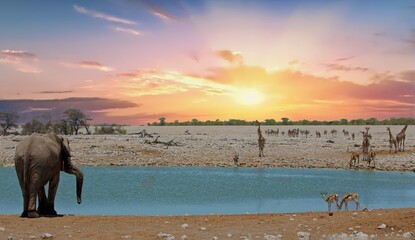 Naklejka premium An elephant at a waterhole with trunk raised in the air, while a tower of Giraffe drink on the oppposite side, with springbok and Gemsbok Oryx and Zebras with a sunset background