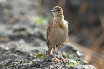Paddyfield Pipit (Anthus rufulus) close-up clear bill and eye view with a depth of field background. Pipit 