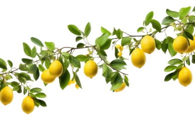 PNG  Hanging lemon tree branches fruit plant food.