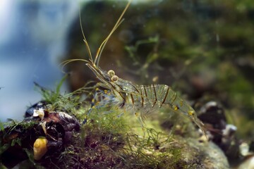 saltwater rockpool shrimp, edible invasive crustacean decapod explore coquina live rock stone, green algae, filtrator bivalve mollusc filter organic, littoral zone Black Sea marine biotope aquarium