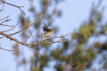 Willow warbler taking off