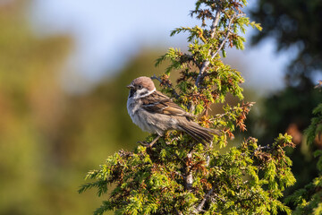Eurasian tree sparrow on a branch