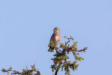 Common linnet on a branch
