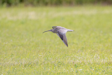 Curlew in flight