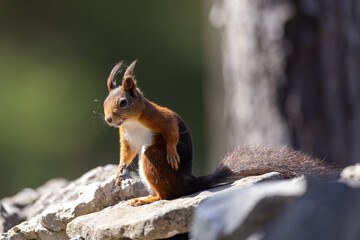 Red squirrel on a stone wall