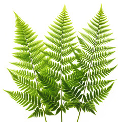 Ferns, isolated on transparent background