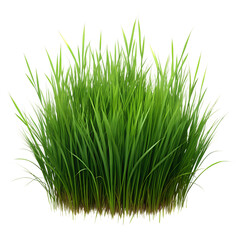 Grass isolated on a transparent background