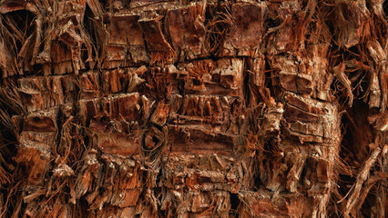 Very close-up of palm trees with a macro lens and revealing all their textures