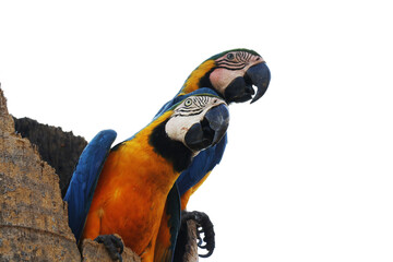 Araras de Caldas Novas - GO - Brasil em lindos flagrantes no seu habitat natural  © Mrio