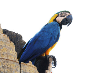 Araras de Caldas Novas - GO - Brasil em lindos flagrantes no seu habitat natural 