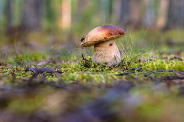Closeup of a wild porcini mushroom growing in a Finnish forest. Boletus edulis fungus on a green moos floor. Southern Finland, Kymenlaakso, Europe. Copy space. Selective focus