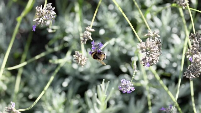 Bumblebee on Lavender in Saint Emilion
