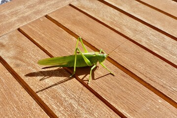 Grünes Heupferd macht Pause auf einer Sitzbank