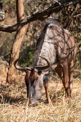 Wildebeest n the wild 