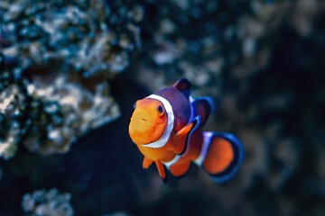 curious fluorescent ocellaris clownfish, live rock stone hardscape, laminar flow, healthy active pet in nano reef marine aquarium, LED actinic blue low light, expensive hobby for beginner aquarist