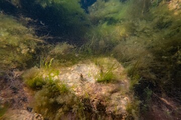 Ulva, cladophora green algae in laminar flow, low salinity nutrient rich Black sea biotope, breaking wave supralittoral zone, rockpool shrimp Palaemon elegans camouflage on coquina stone, murky water