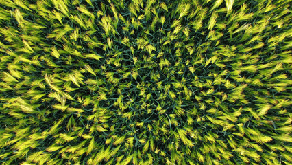 agricultural fields in spring, in Vojvodina, seen from the drone