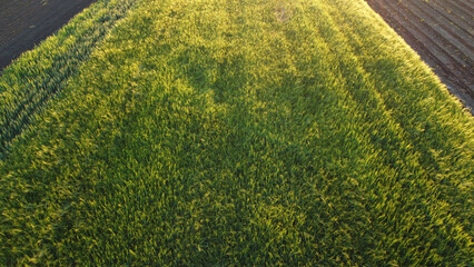 agricultural fields in spring, in Vojvodina, seen from the drone