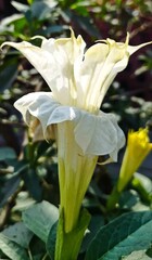 fotografía macro de flor datura color blanco.