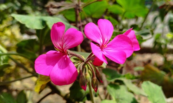 fotograf&iacute;a macro de una flor geranio rosa intenso.