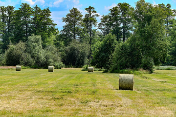 Wiesenlandschaft im Spreewald
