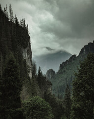 Polish Dark Mountain 