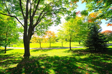 Autumnal maple trees with trail at a park near Ontario, Canada