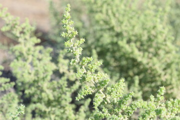 Salsola kali (Saltwort) thrives in salty environments