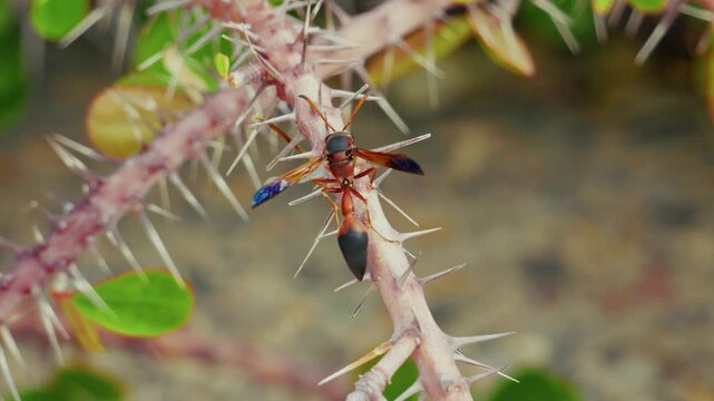 Rote T&ouml;pferwespe (Delta dimidiatipenne) sitzt in Dornenbusch