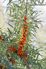 Branches full of ripe orange sea buckthorn berries in bush with green leaves. Natural light, close up.