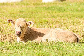 K&uuml;he auf der Weide