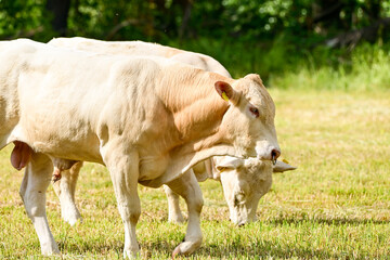 K&uuml;he auf der Weide