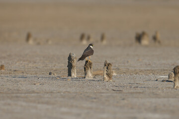 Young Eurasian hobby (Falco subbuteo) shot close-up sitting on a hill and sand on the shore of an estuary in soft morning light