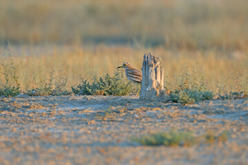 Adult birds and chick of Eurasian stone-curlew (Burhinus oedicnemus) photographed in close-up in their natural habitat on the shore of the Kuyalnik Estuary, Ukraine.