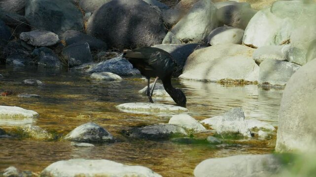 Puna ibis sucht im wasser nach futter
