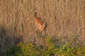 A juvenile red fox (Vulpes vulpes) is photographed in close-up on top of a clay cliff and climbing down the cliff. Soft morning light detailed photo