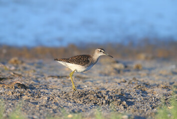 An adult wood sandpiper (Tringa glareola) stands on the shore of an estuary, close-up, against the backdrop of blue water