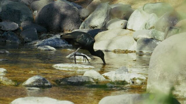 Puna Ibis sucht nacht Futter im Wasser