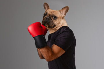 A playful French Bulldog stands confidently with its front paws raised as if ready to box. Dressed...