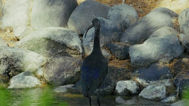 Puna Ibis sucht nacht Futter im Wasser